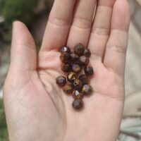 چشم ببر تراش استار دونه ای