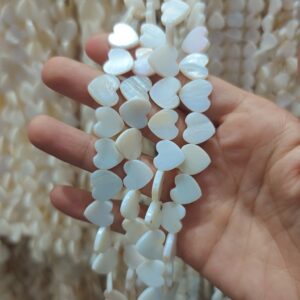 انواع صدف شکلی