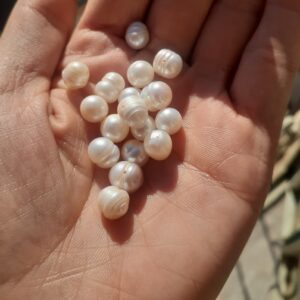 مرواریدپرورشی  سایز8  دونه ای