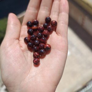 چشم ببر قرمز دونه ای (چشم شاهین)