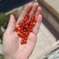 سنگ عقیق کارنلین دونه ای